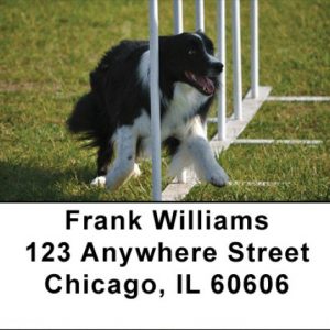 Agility Border Collies Address Labels
