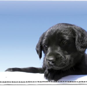 Black Lab Puppies Leather Cover